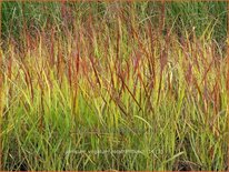 Panicum virgatum &#39;Rotstrahlbusch&#39;