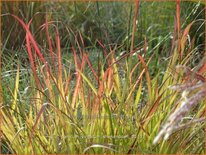 Panicum virgatum &#39;Shenandoah&#39;