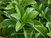 Pachysandra terminalis &#39;Green Carpet&#39;