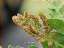 Osmunda regalis