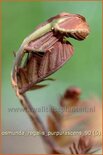 Osmunda regalis &#39;Purpurascens&#39;