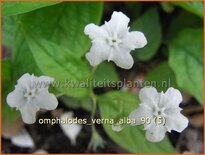 Omphalodes verna &#39;Alba&#39;