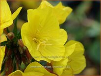 Oenothera fruticosa &#39;Fyrverkeri&#39;