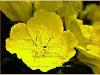 Oenothera fruticosa &#39;W. Cuthbertson&#39;