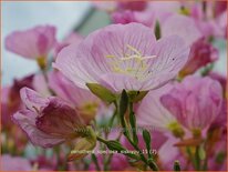 Oenothera speciosa &#39;Siskiyou&#39;