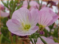 Oenothera speciosa &#39;Siskiyou&#39;