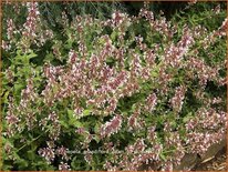 Nepeta grandiflora &#39;Dawn to Dusk&#39;