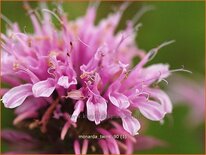 Monarda &#39;Twins&#39;