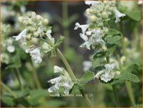 Nepeta faassenii &#39;Alba&#39;