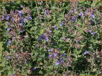 Nepeta faassenii &#39;Grol&#39;