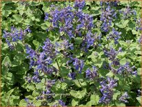 Nepeta racemosa &#39;Little Titch&#39;