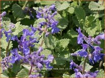 Nepeta racemosa &#39;Little Titch&#39;