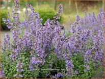 Nepeta faassenii &#39;Walker&#39;s Low&#39;