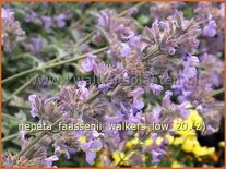 Nepeta faassenii &#39;Walker&#39;s Low&#39;