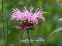 Monarda &#39;Ou Charm&#39;