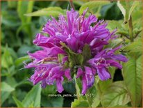 Monarda &#39;Petite Delight&#39;