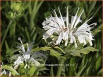 Monarda &#39;Schneewittchen&#39;