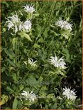 Monarda &#39;Schneewittchen&#39;