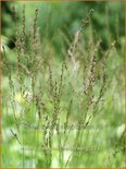 Molinia caerulea &#39;Heidezwerg&#39;