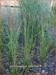 Molinia caerulea &#39;Moorhexe&#39;