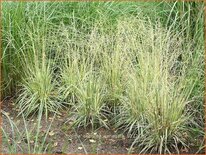 Molinia caerulea &#39;Variegata&#39;