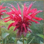 Monarda &#39;Adam&#39;