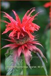 Monarda &#39;Cambridge Scarlet&#39;