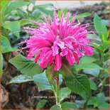 Monarda &#39;Comanche&#39;