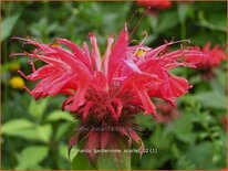 Monarda &#39;Gardenview Scarlet&#39;