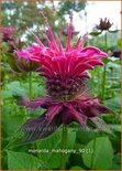 Monarda &#39;Mahogany&#39;