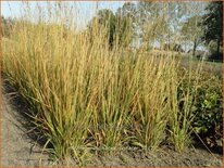 Molinia arundinacea &#39;Skyracer&#39;