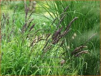 Melica altissima &#39;Atropurpurea&#39;