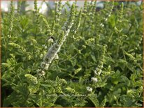 Mentha spicata &#39;Maroccan&#39;