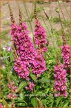 Lythrum salicaria &#39;Robert&#39;