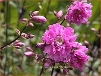 Lychnis viscaria &#39;Plena&#39;