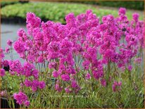 Lychnis viscaria &#39;Plena&#39;