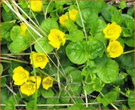 Lysimachia nummularia