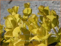 Lysimachia nummularia &#39;Aurea&#39;