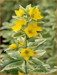 Lysimachia punctata &#39;Alexander&#39;