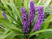 Liriope muscari &#39;Royal Purple&#39;