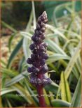 Liriope muscari &#39;Variegata&#39;