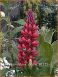 Lupinus &#39;My Castle&#39;