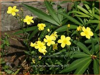 Linum flavum &#39;Compactum&#39;