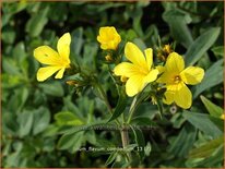 Linum flavum &#39;Compactum&#39;