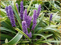 Liriope muscari &#39;Gold Banded&#39;