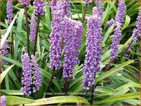 Liriope muscari &#39;Moneymaker&#39;