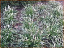 Liriope muscari &#39;Monroe White&#39;