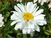 Leucanthemum &#39;Paladin&#39;