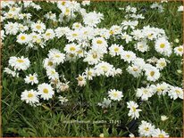 Leucanthemum &#39;Paladin&#39;