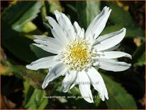 Leucanthemum &#39;Wirral Supreme&#39;